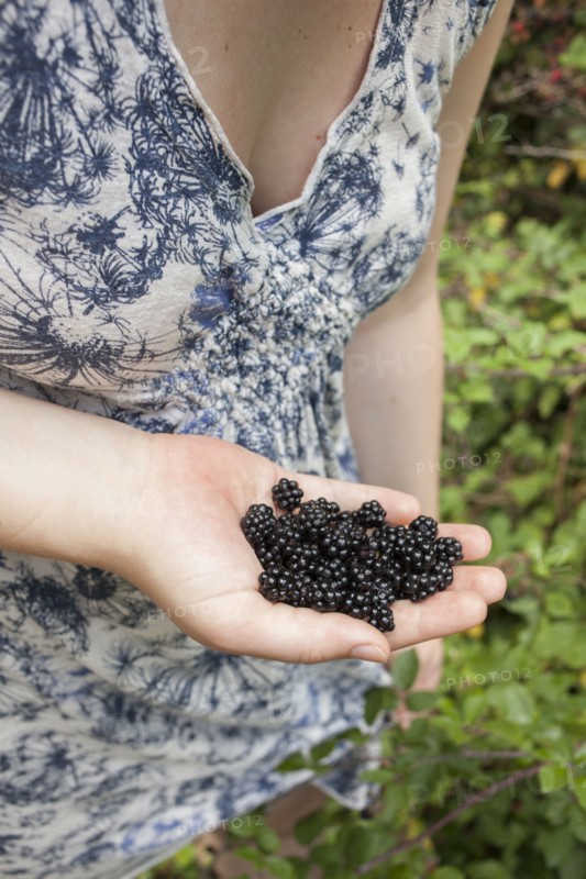 Close up of hand holding fresh blackberries