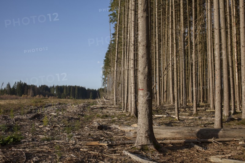 Bare trees growing in rural forest