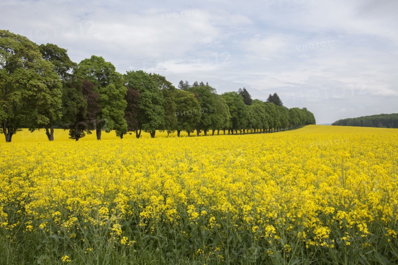 Field of flowers in rural landscape