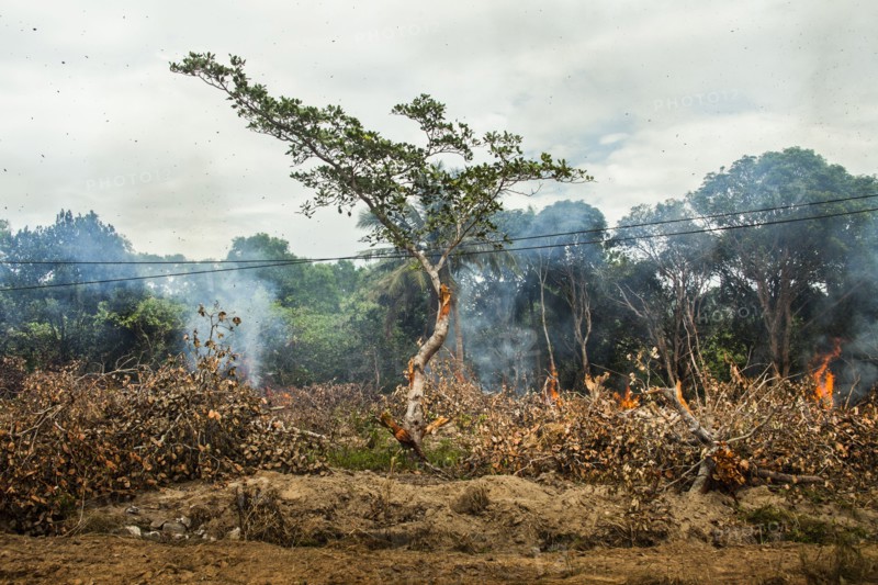 Tree near power lines in burning forest fire