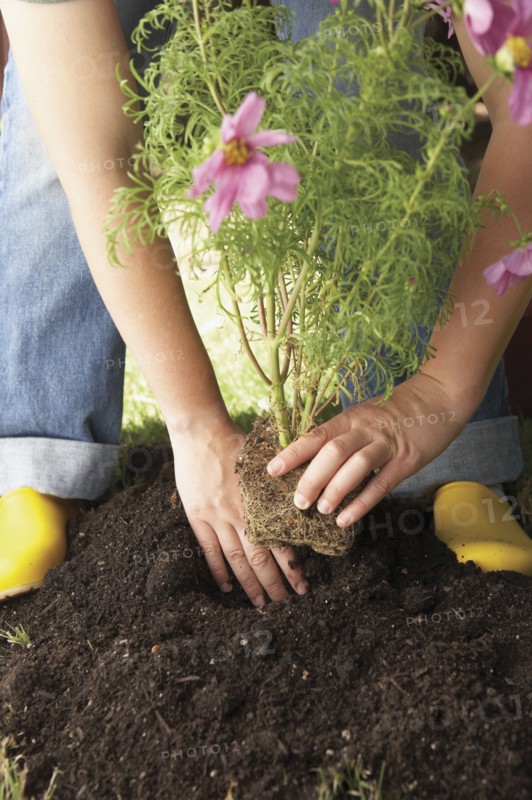 Woman planting flowers