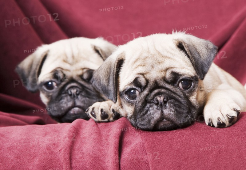 Pugs sitting on sofa