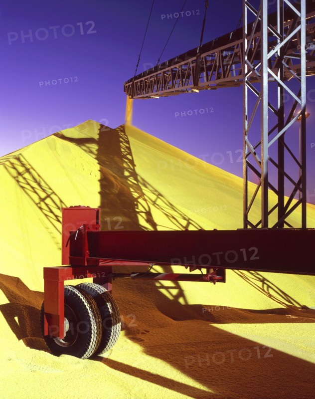 Conveyor belt pouring grain into pile at granary