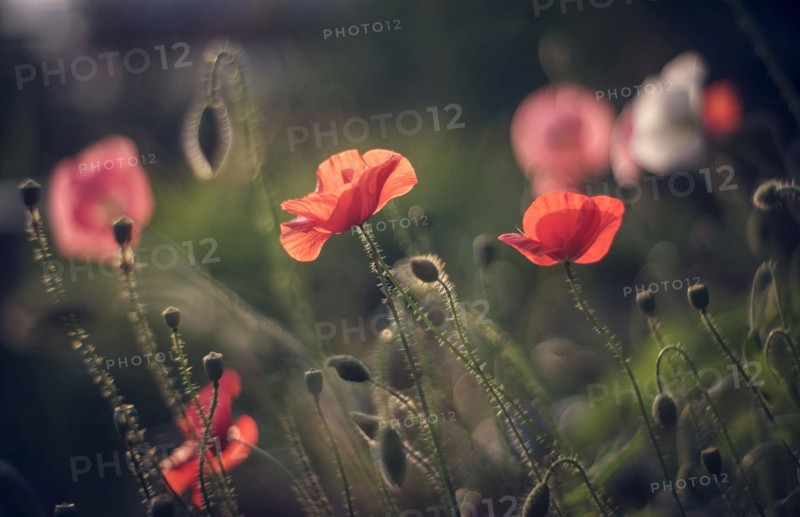 Close up of red flowers