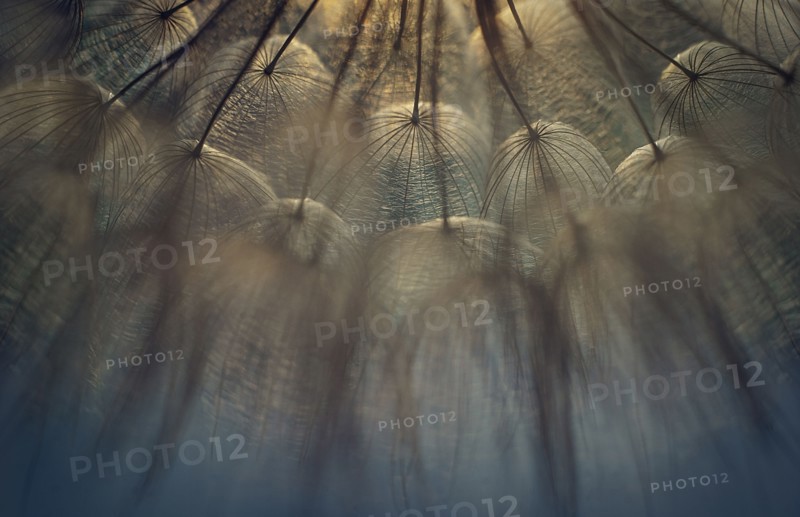 Close up of dandelion seeds