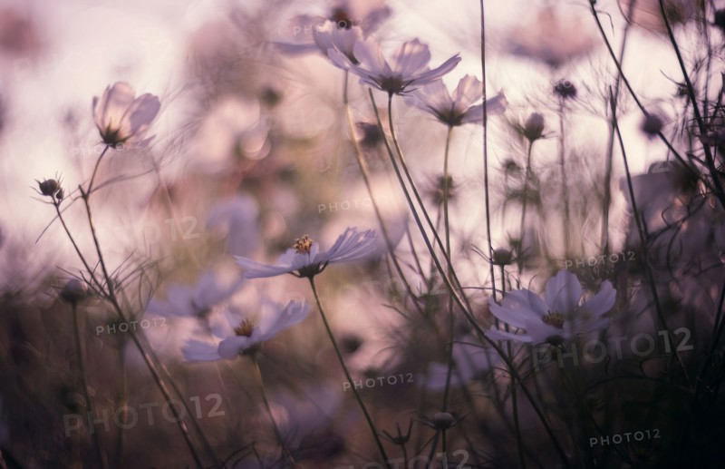 Close up of flowers in field