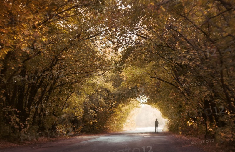 Silhouette of distant Caucasian boy standing under tree canopy