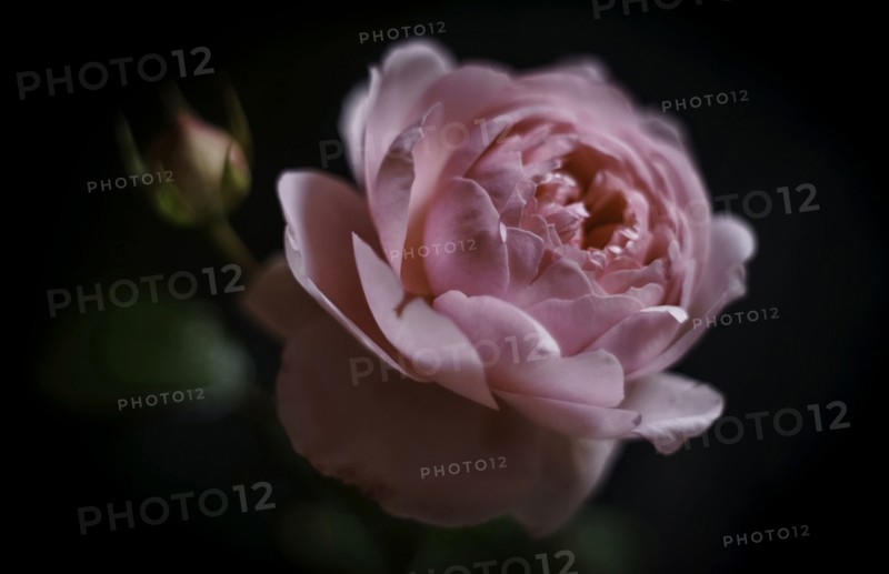 Close up of pink flower
