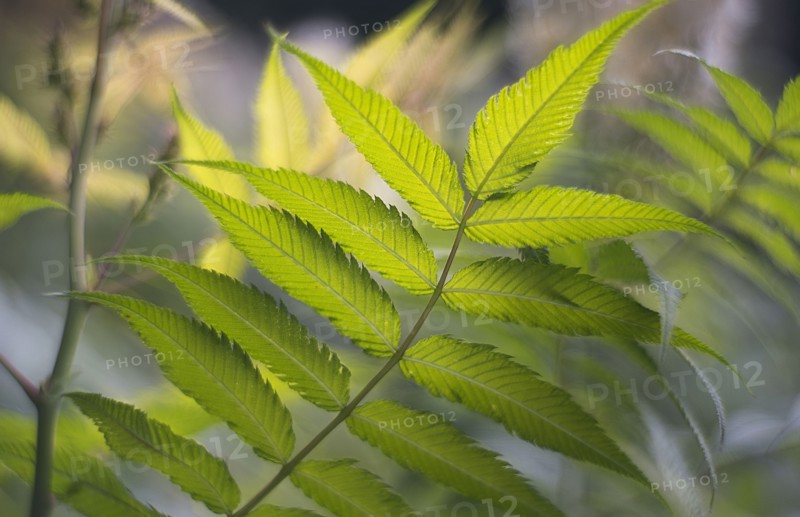 Green leaves on stem