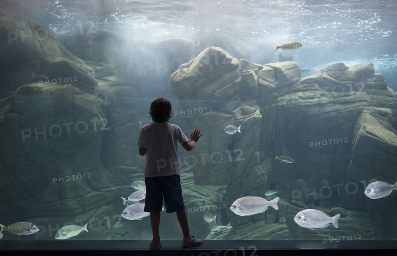Caucasian boy leaning on aquarium tank watching swimming fish