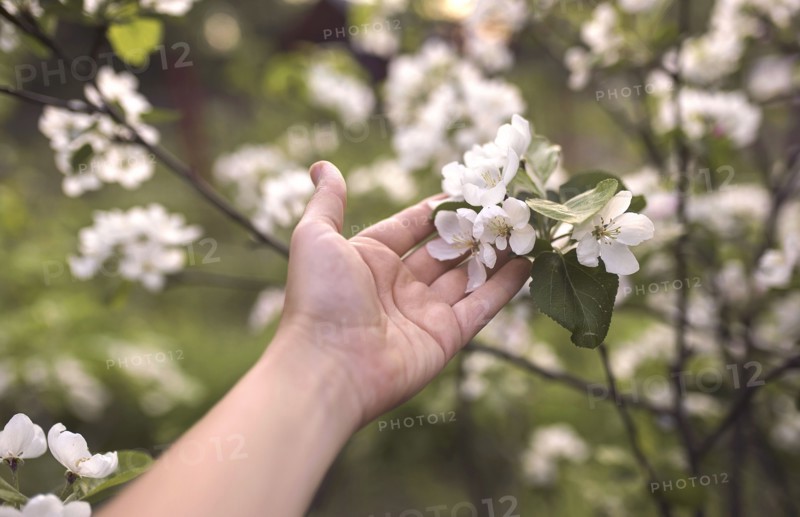 Hand of Caucasian woman holding flowers on branch