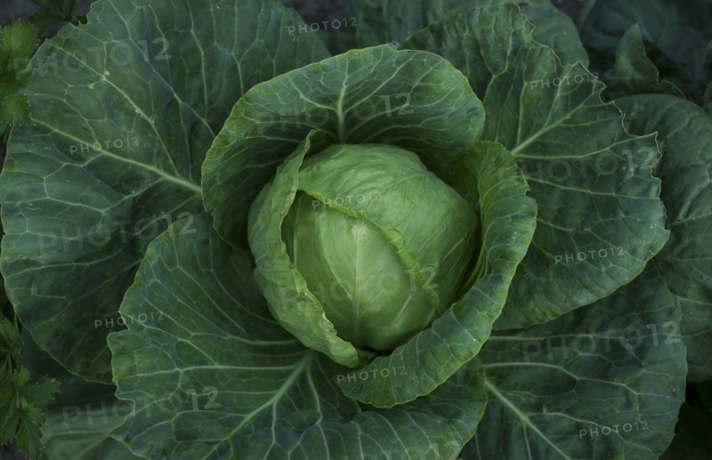 Close up of lettuce