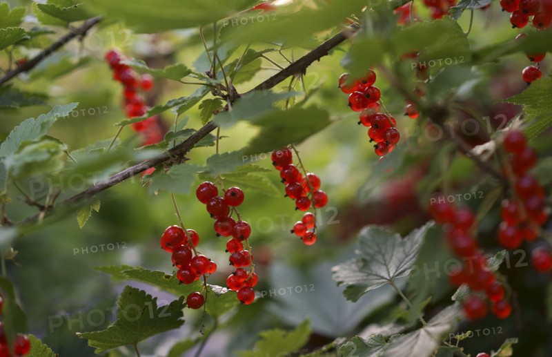 Close up of berries on branch