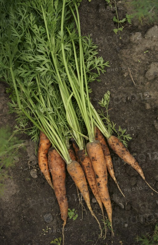 Close up of carrots in dirt