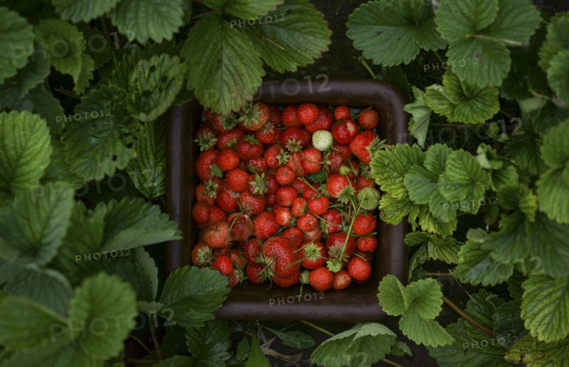 Close up of strawberries in basket