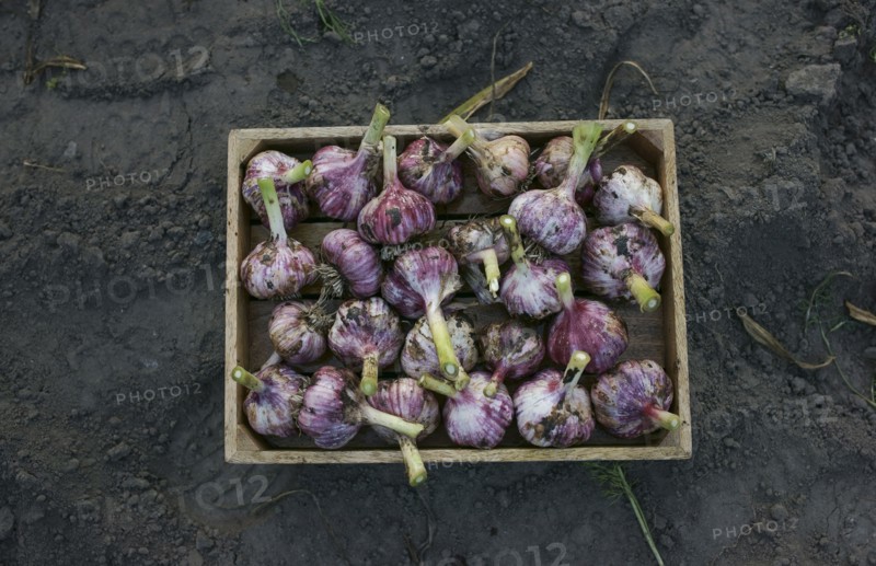 Close up of garlic in basket