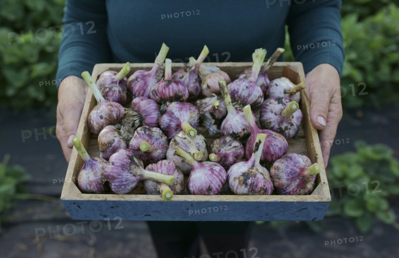 Close up of Caucasian woman holding tray of garlic