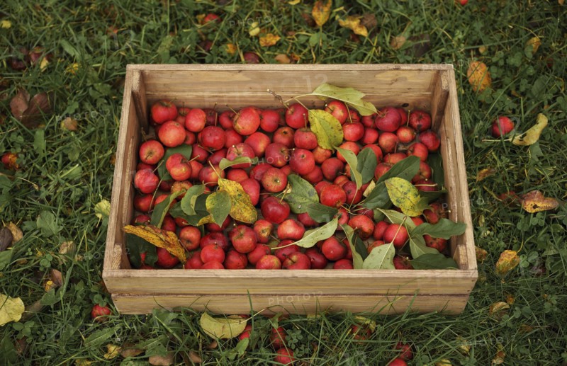 Apples in wooden crate