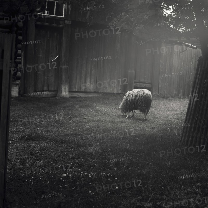 Sheep grazing in barnyard