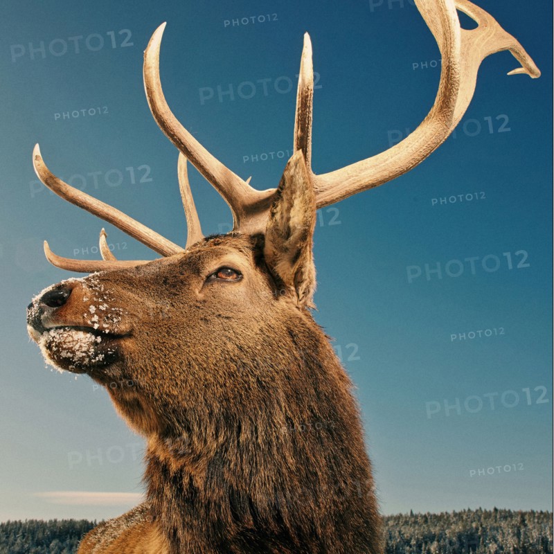 Close up of elk with antlers under blue sky in winter