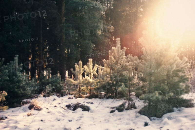 Evergreen trees growing in snowy forest