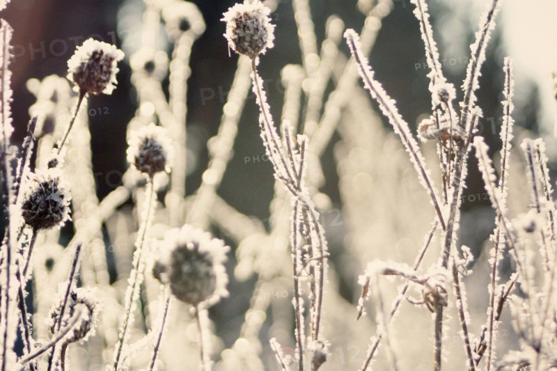 Close up of frozen plants