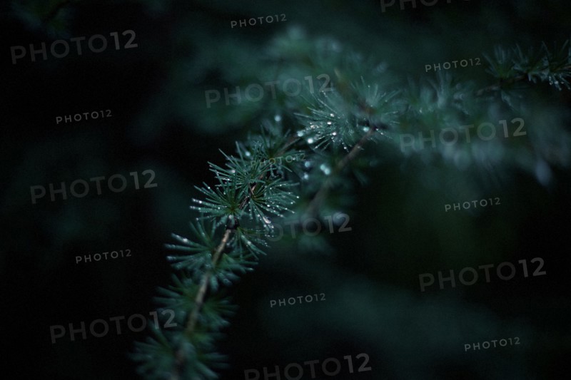 Close up of dew drops on evergreen tree branch