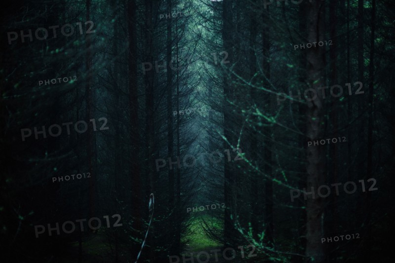 Sunlight through trees in dark forest