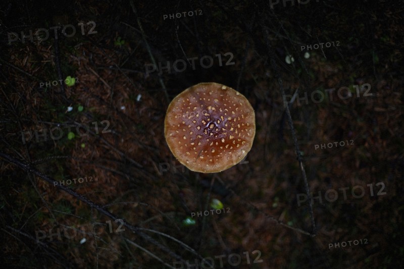 Close up of mushroom growing in dark forest