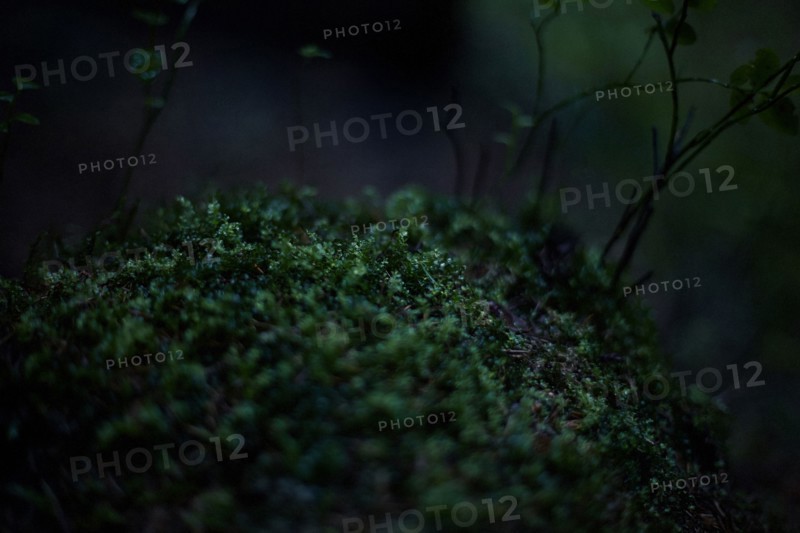 Close up of moss growing in dark forest