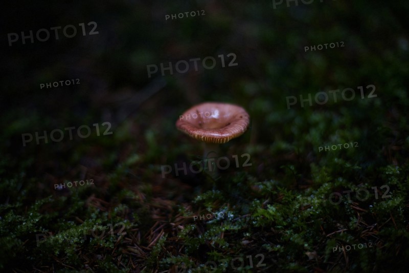 Close up of mushroom growing in dark forest
