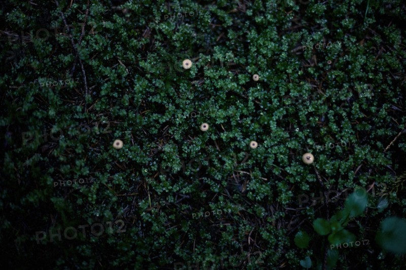Close up of moss growing in dark forest