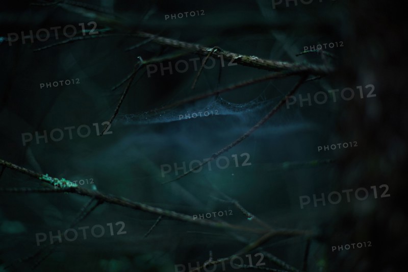 Close up of cobwebs on branches in dark forest