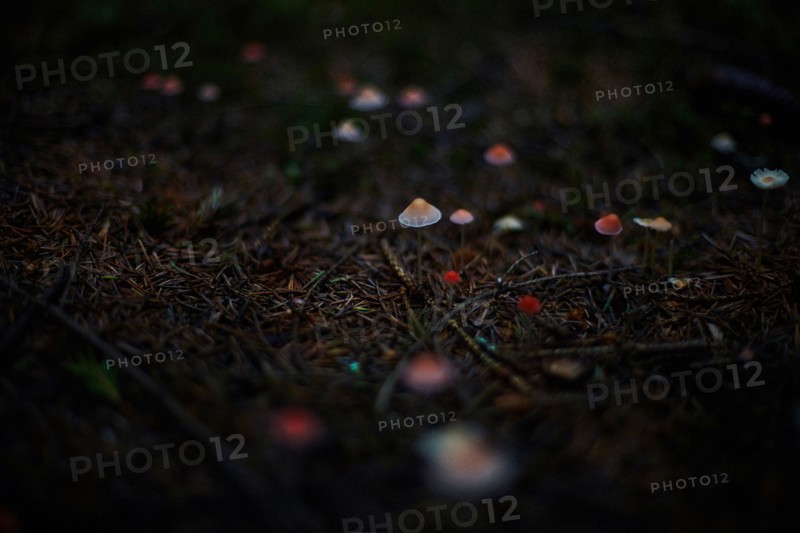 Close up of mushrooms growing in dark forest