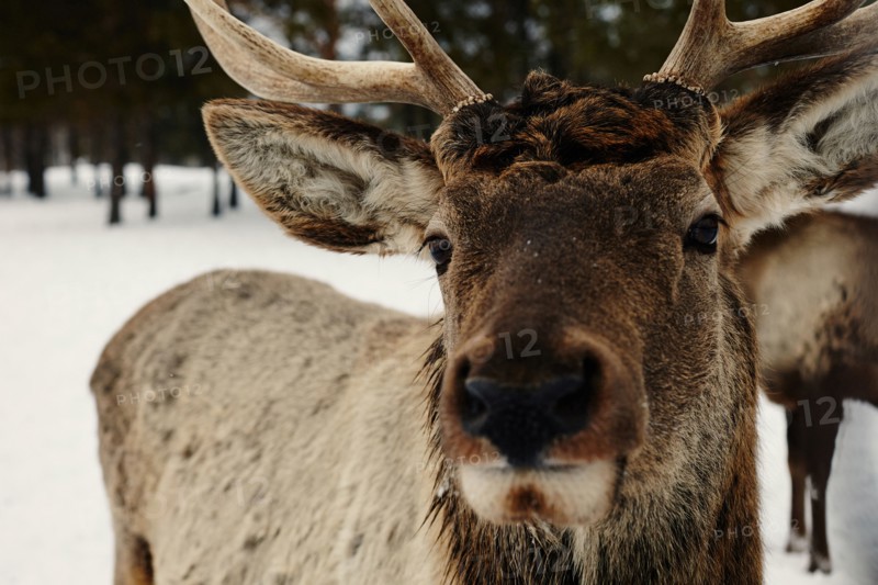 Close up of reindeer in snow
