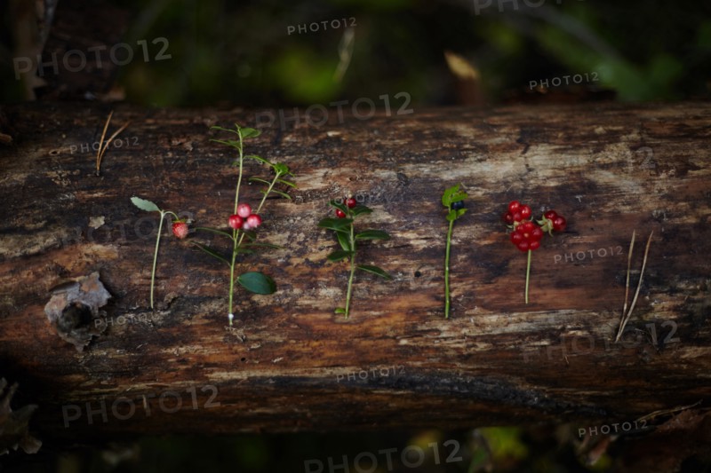 Close up of variety of berries and leaves on log