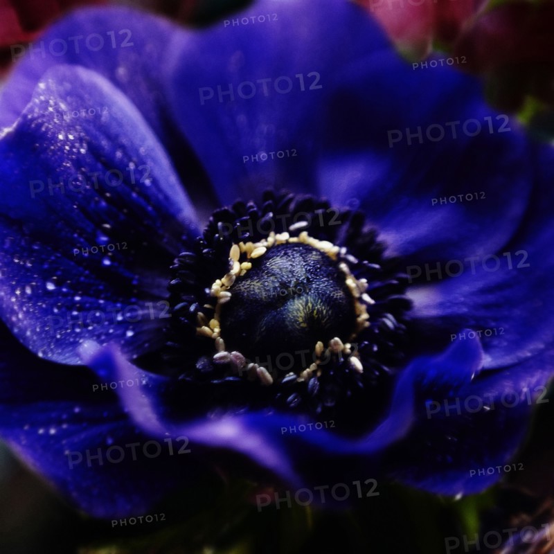 Close up of water droplets on flower