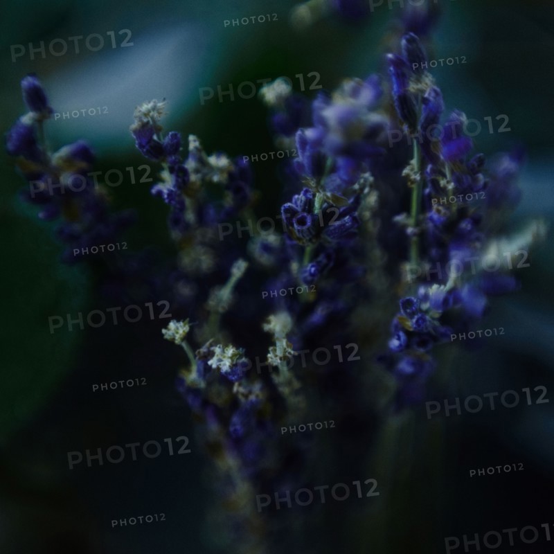 Close up of blooming flowers