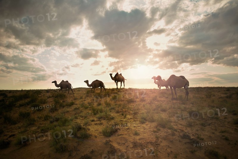 Camels in field at sunset