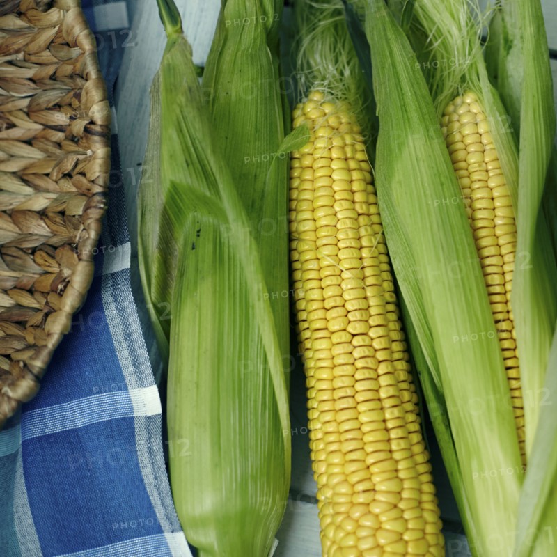 Corn on cobs with husk