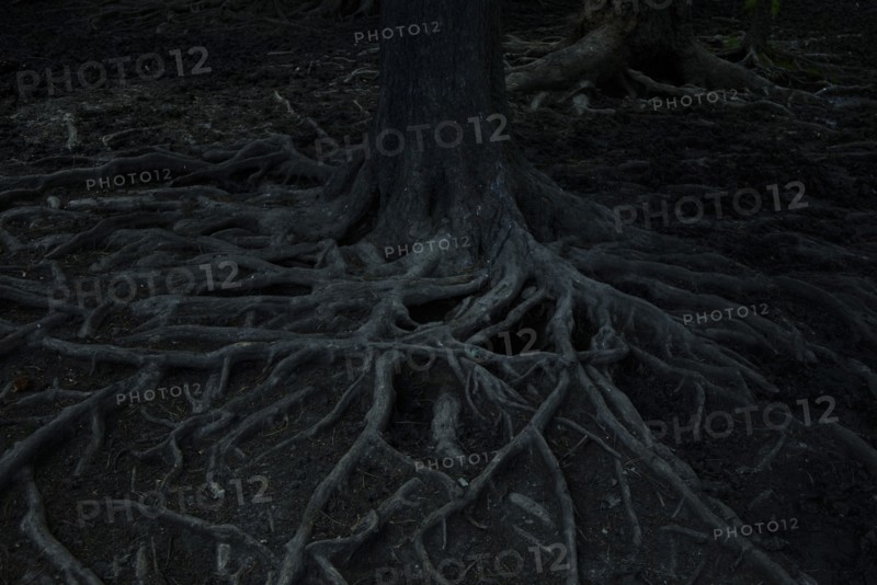 Gnarled roots of tree at night