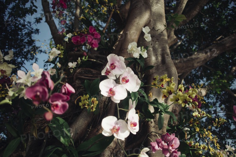 Flowers near tree
