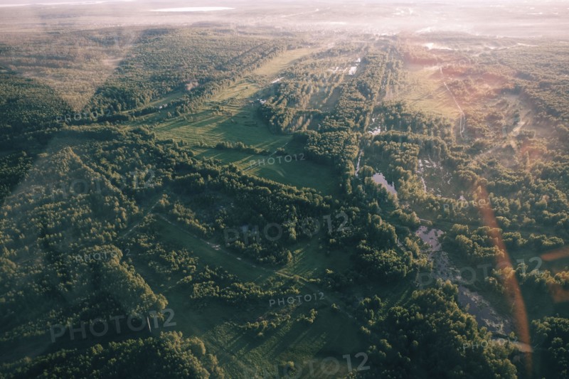 Aerial view of trees in landscape