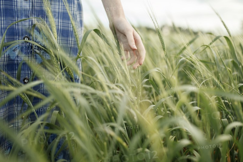 Hand of Caucasian woman in the field of wheat