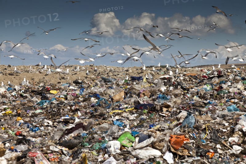 Birds flying over landfill
