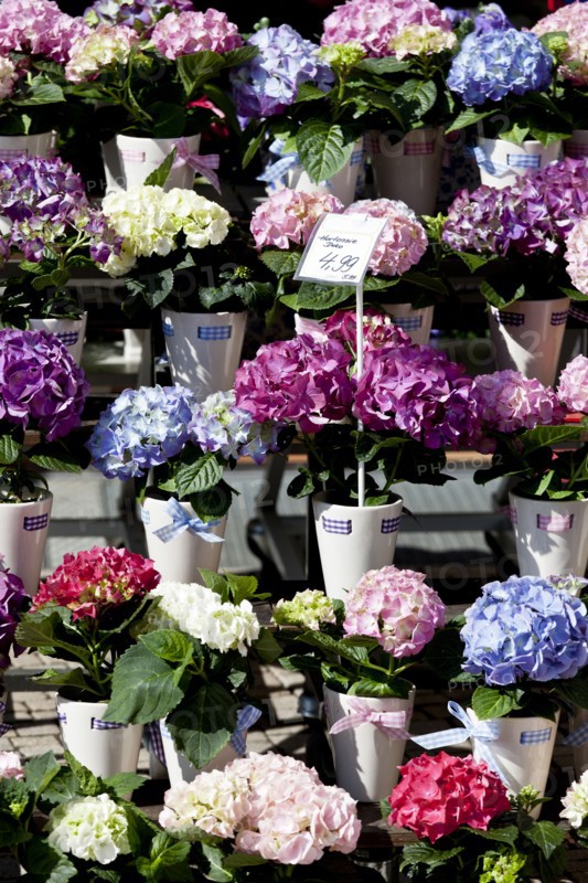 Flowers for sale in outdoor market