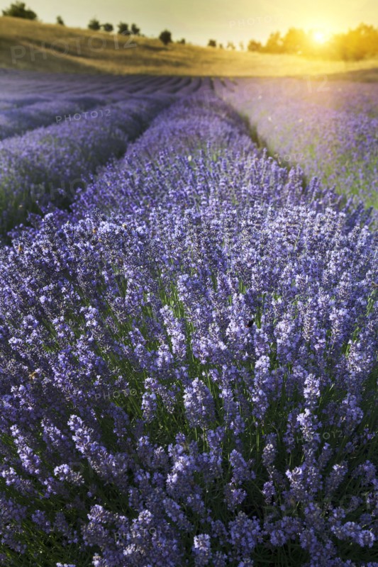Close up of lavender crops in field