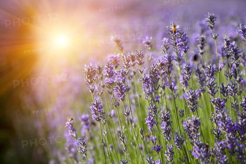 Rows of lavender crops in field