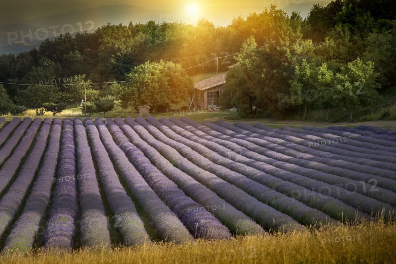 Rows of lavender crops in field