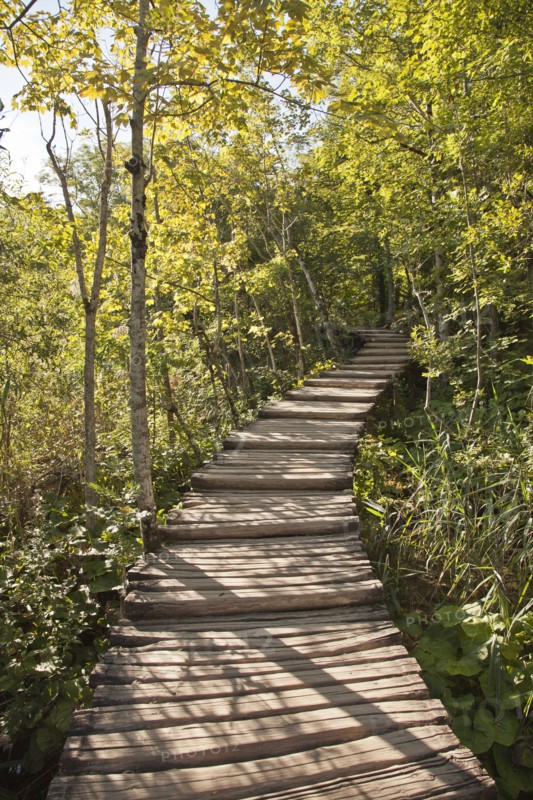 Wooden walkway in forest